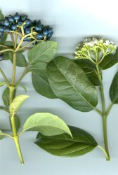 viburnum-tinus