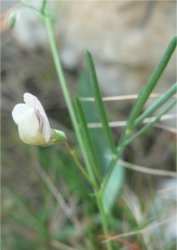 vicias-saxatilis