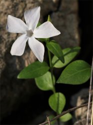 vinca-difformis