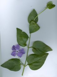 vinca-major