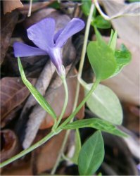 vinca-minor