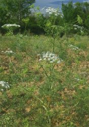 visnaga-daucoides