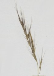 vulpia-muralis