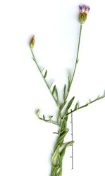xeranthemum-cylindraceum