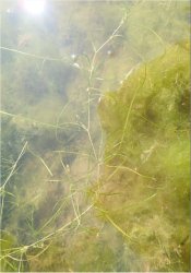 zannichellia-obtusifolia