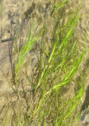 zannichellia-palustris