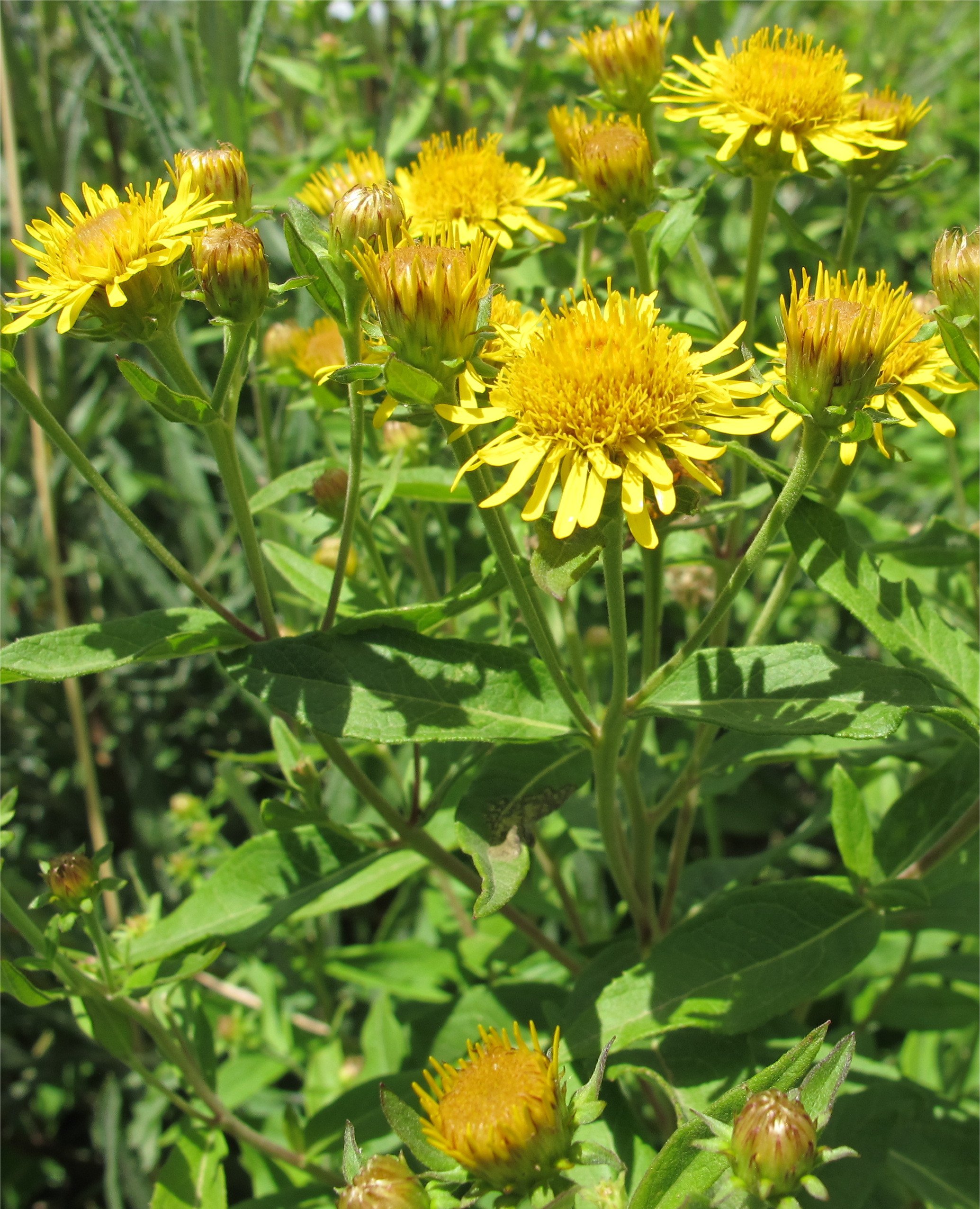 inula helvetica