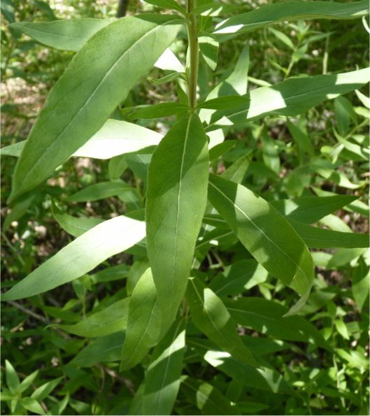 inula helvetica