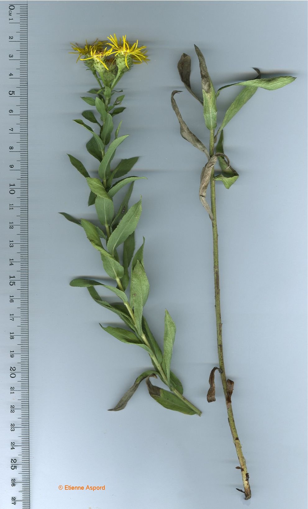 inula salicina