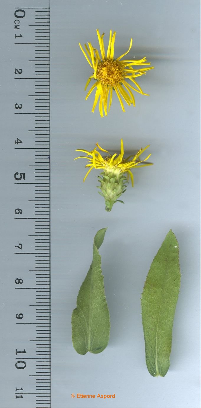 inula salicina
