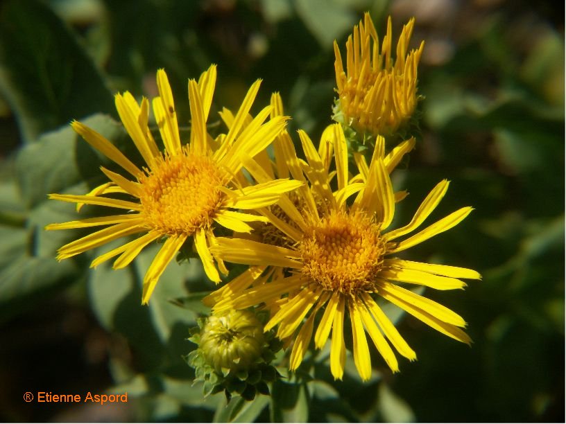 inula salicina
