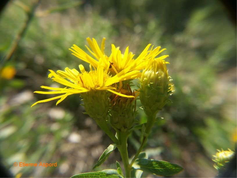 inula salicina