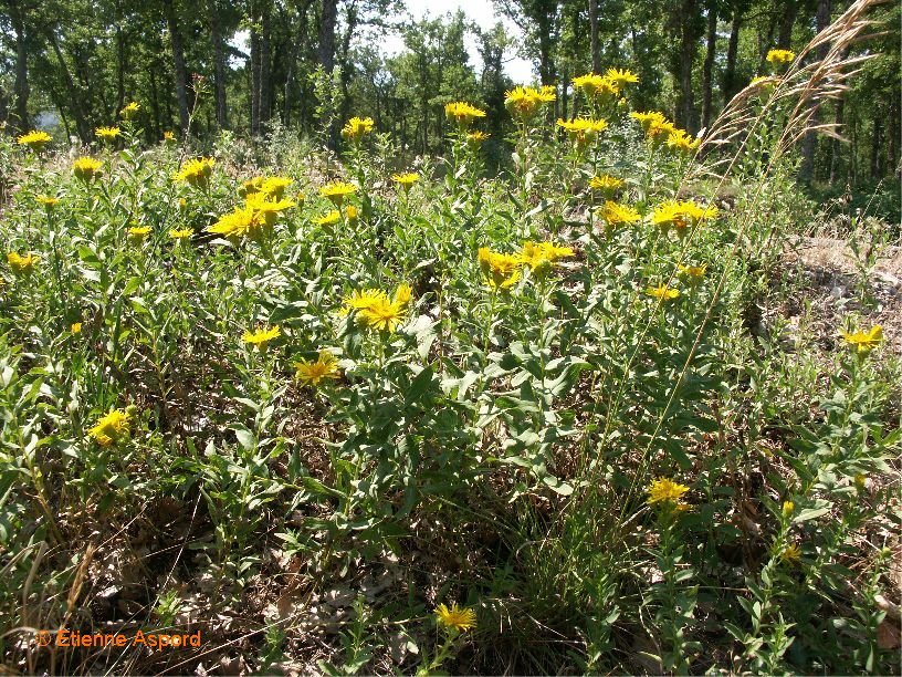 inula salicina