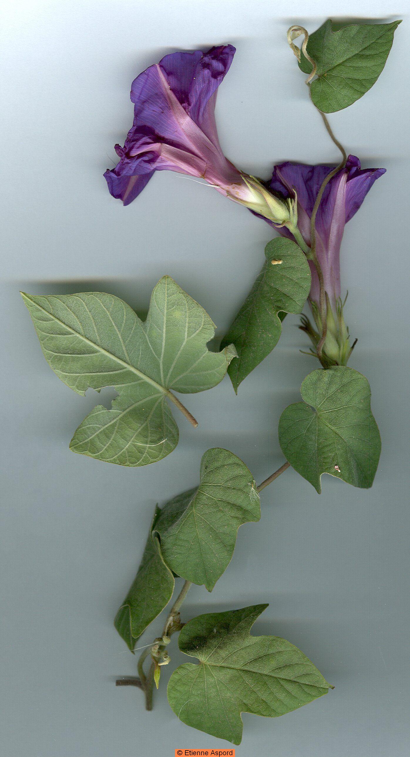 ipomoea indica