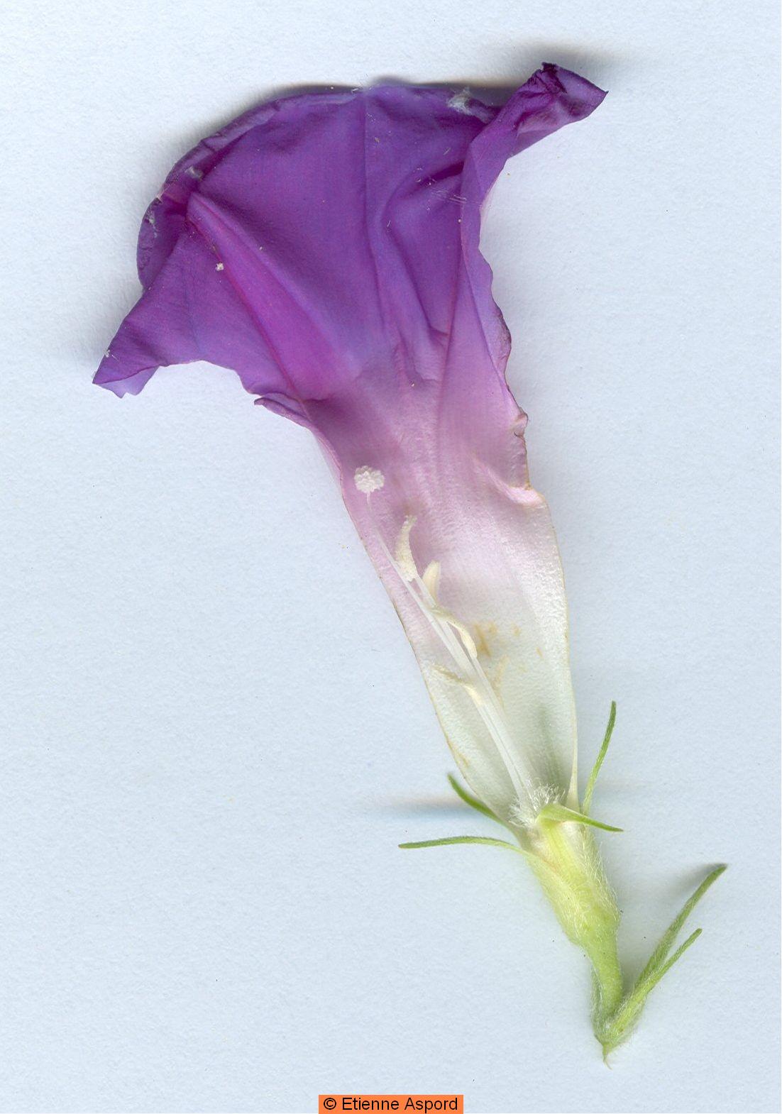 ipomoea indica