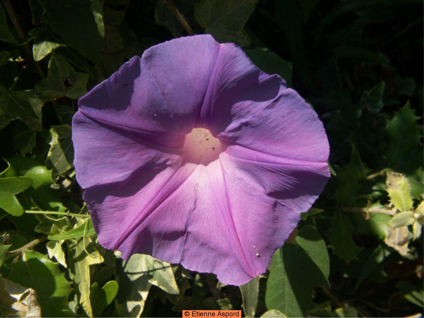 ipomoea indica