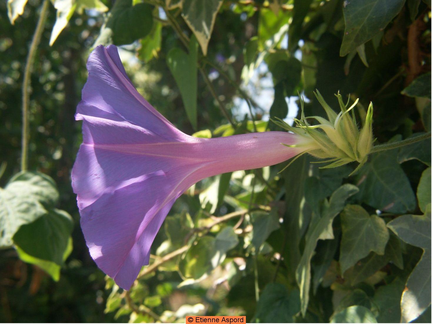 ipomoea indica