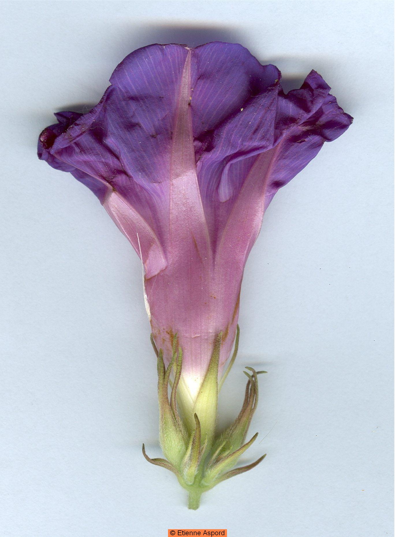 ipomoea indica