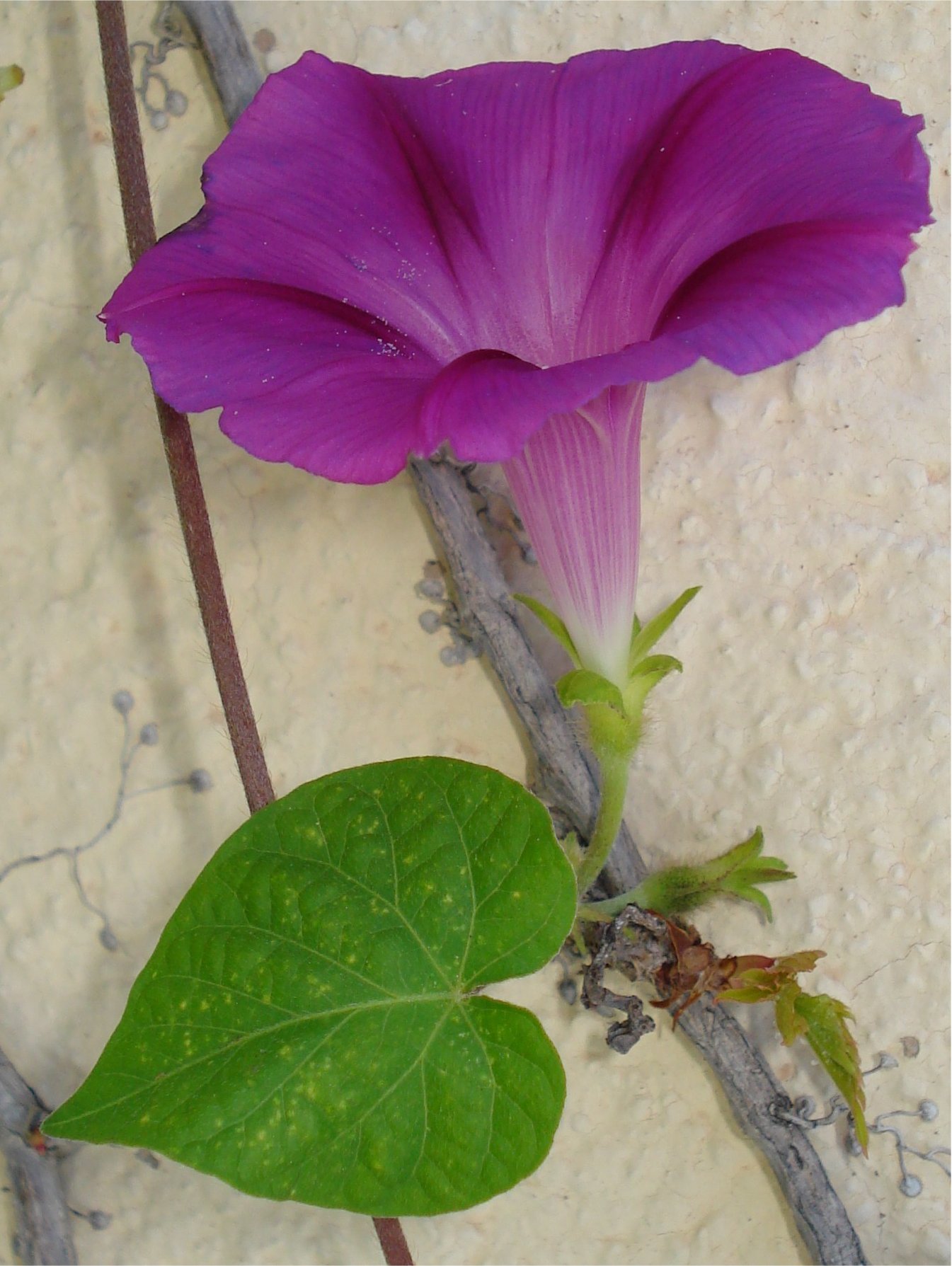 ipomoea purpurea