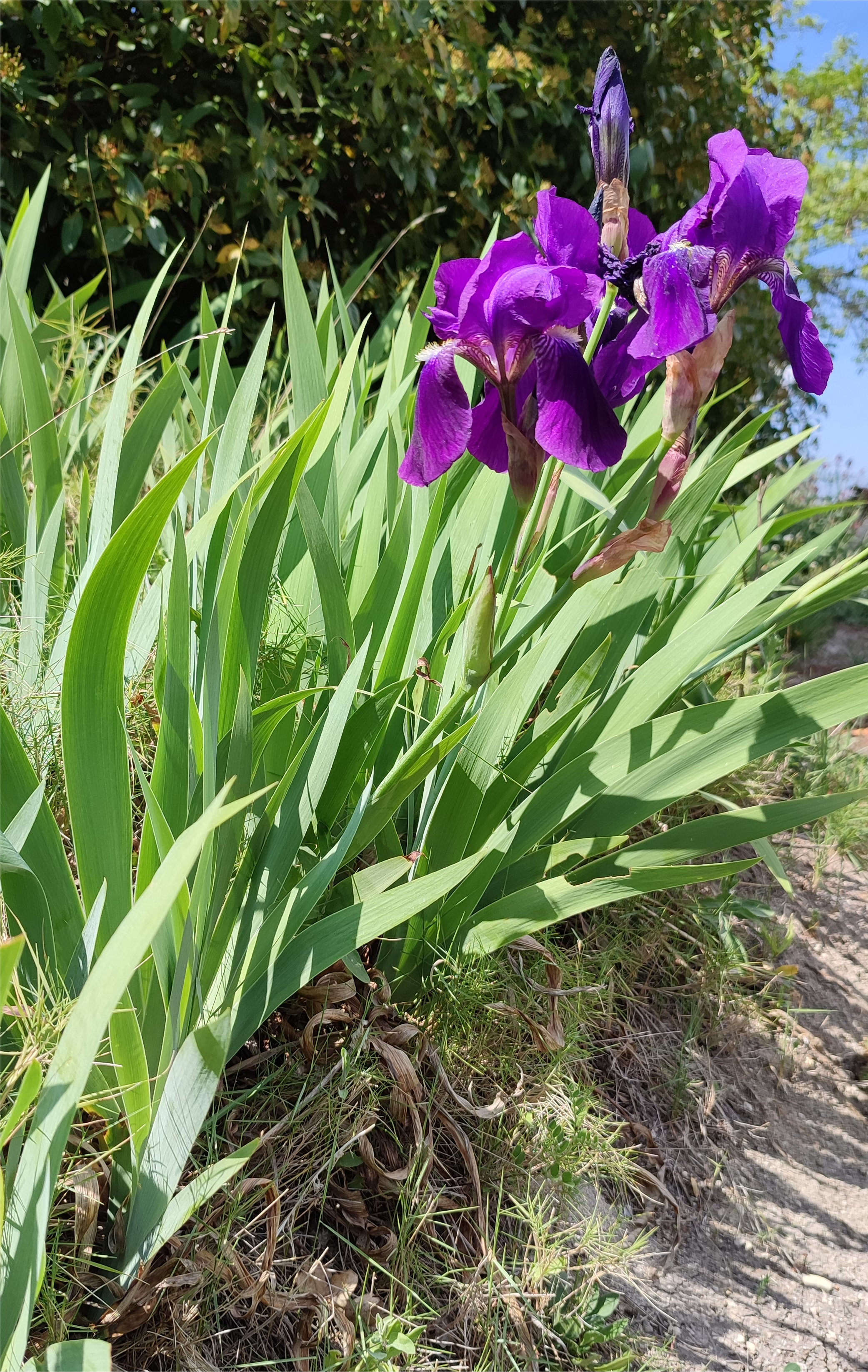 iris germanica