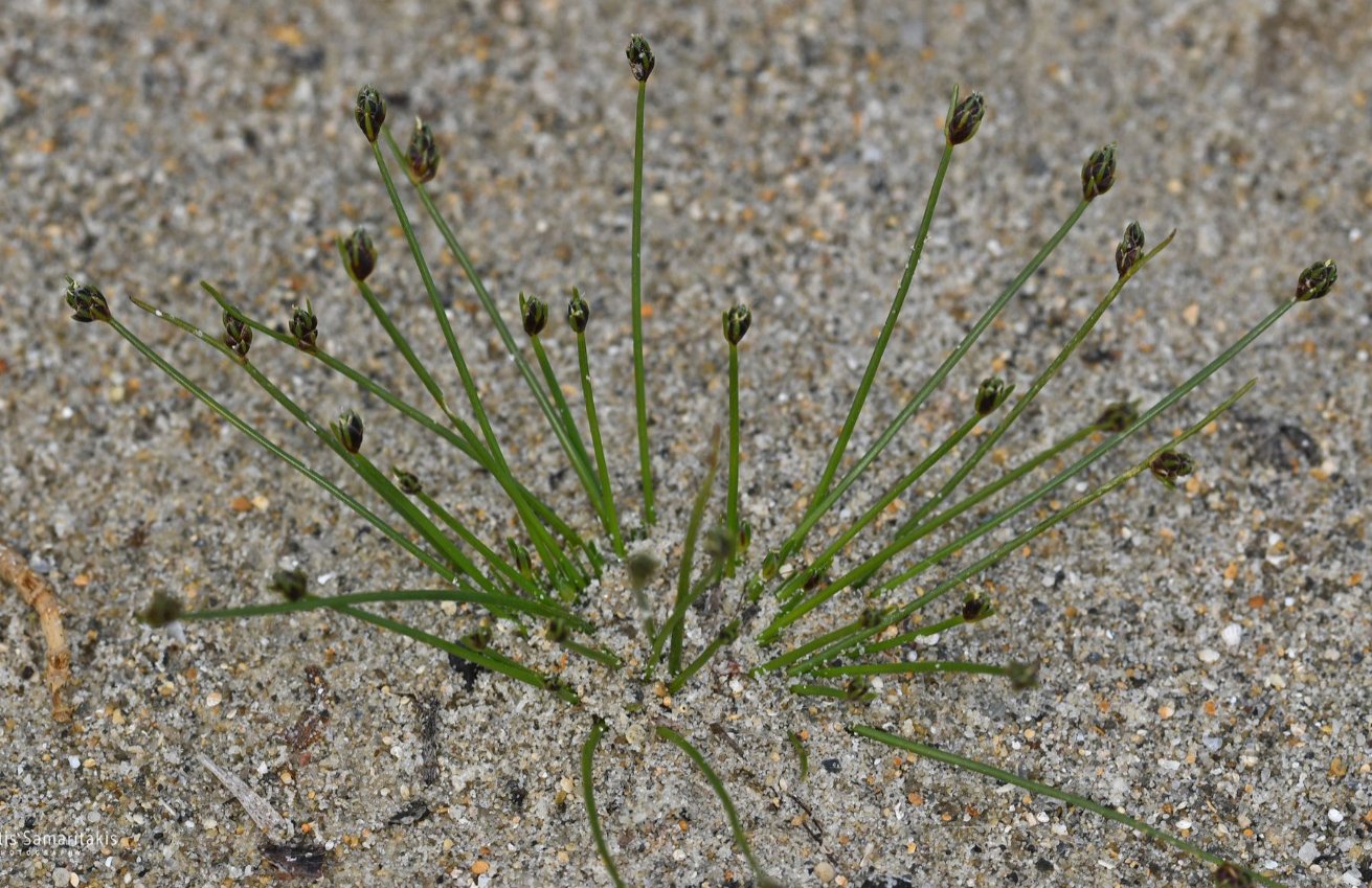 Isolepis cernuaisolepis cernua