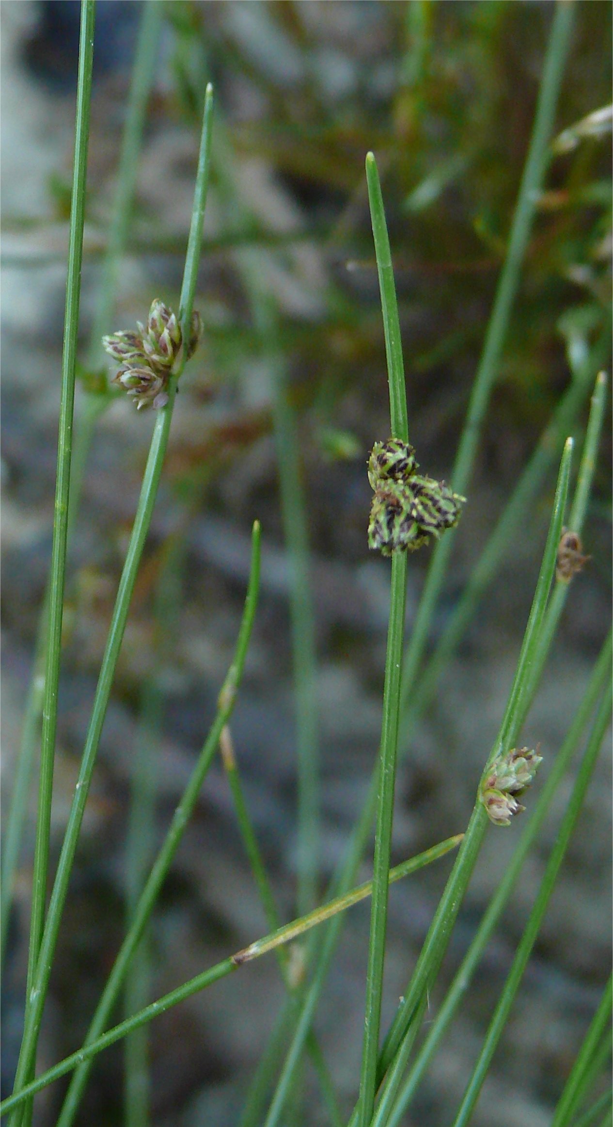 isolepis setacea