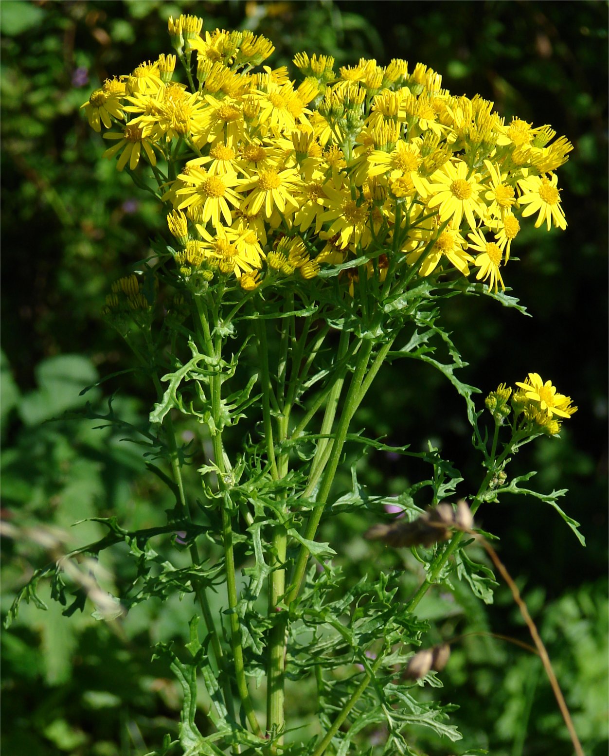 jacobea vulgaris
