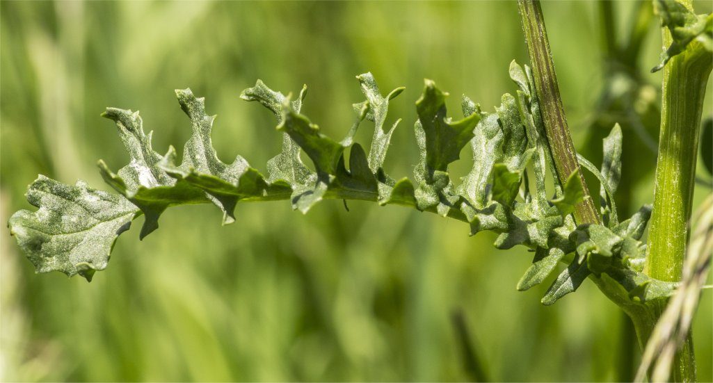 jacobea vulgaris