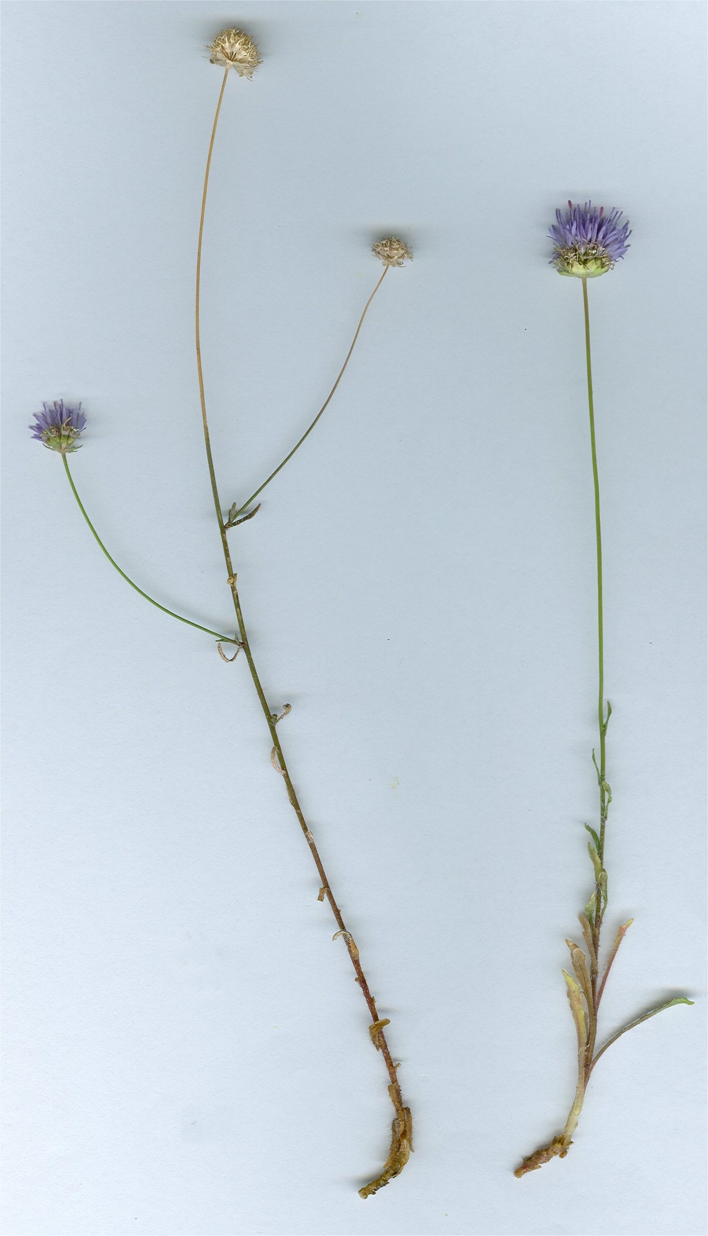 Jasione crispa subsp. arvernensisjasione montana