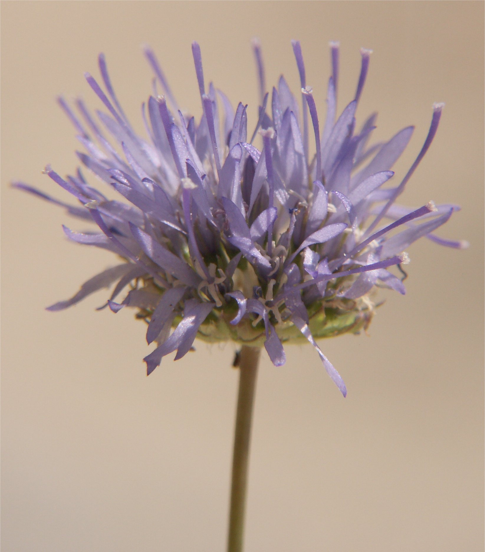 Jasione crispa subsp. arvernensisjasione montana