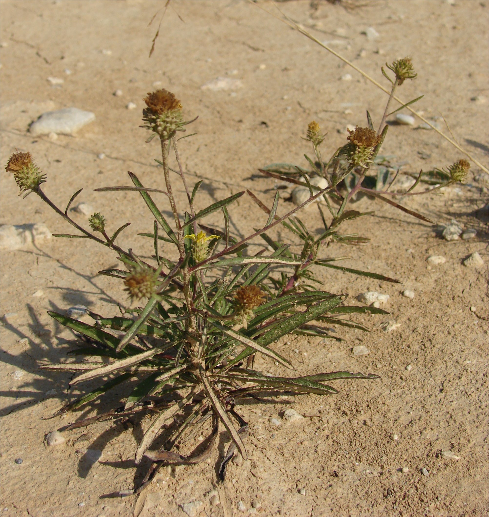 Jasonia tuberosajasione tuberosa