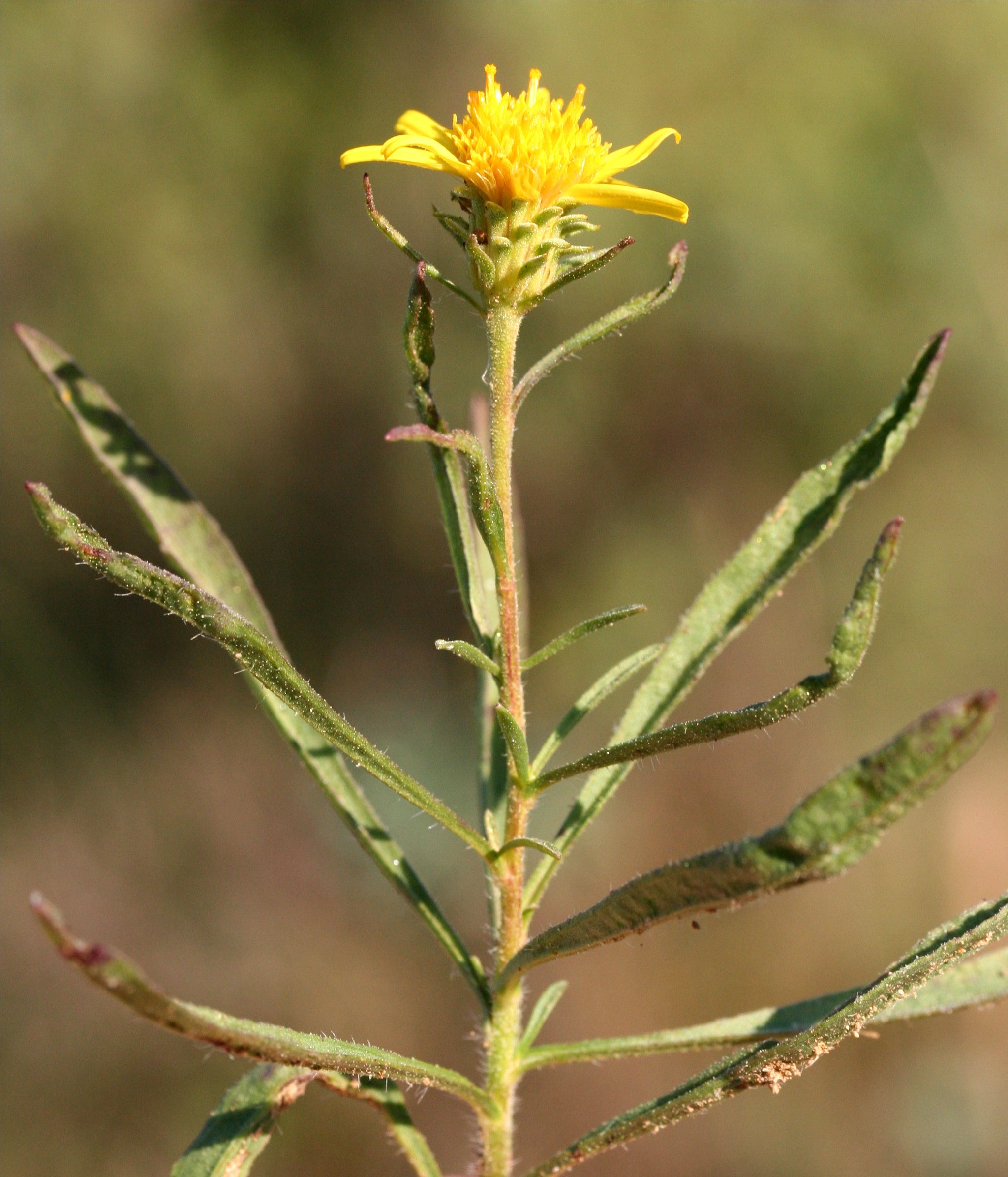 Jasonia tuberosajasione tuberosa