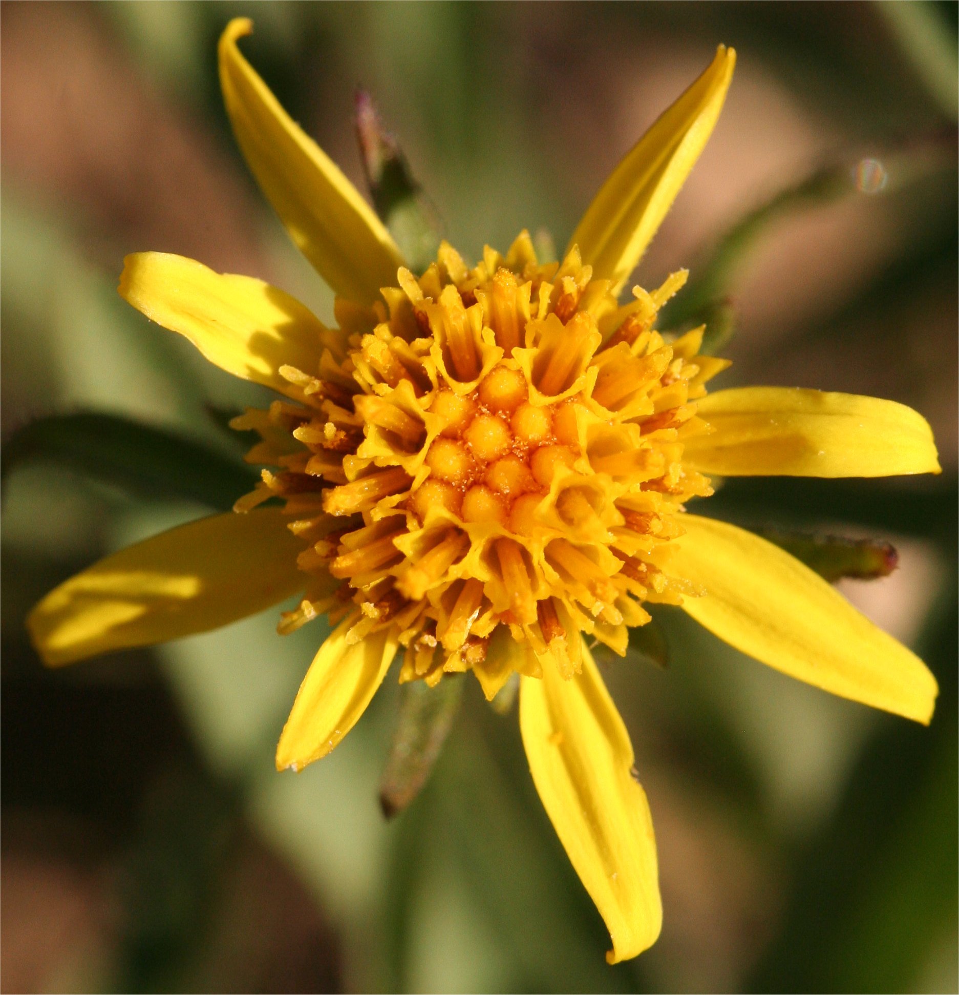 Jasonia tuberosajasione tuberosa