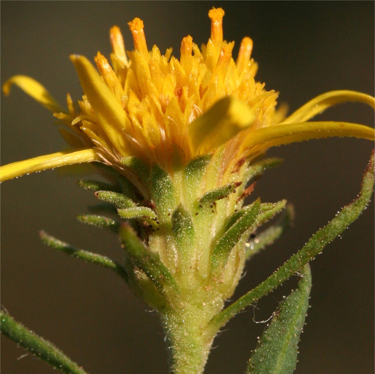 Jasonia tuberosajasione tuberosa