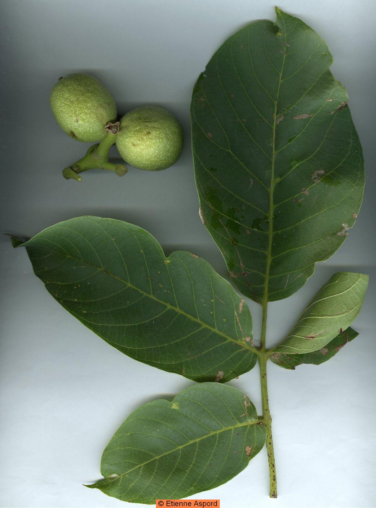 Juglans regia