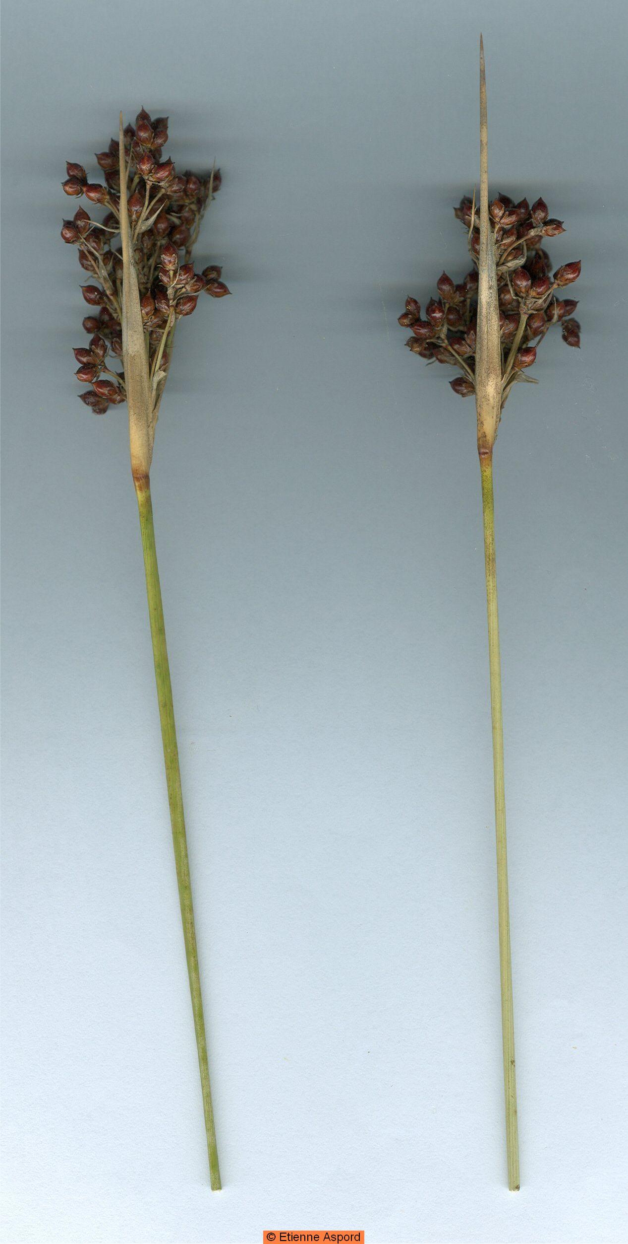 juncus acutus