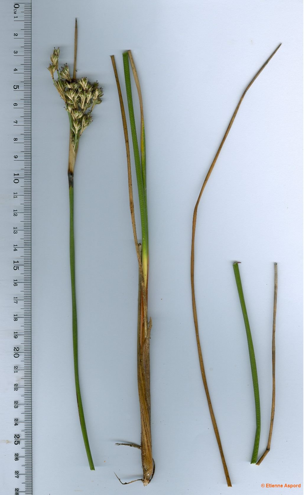 juncus acutus