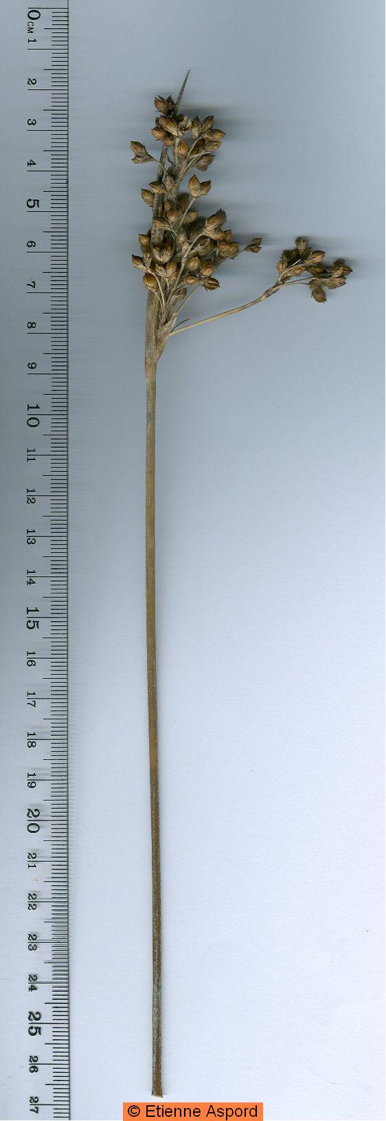 juncus acutus