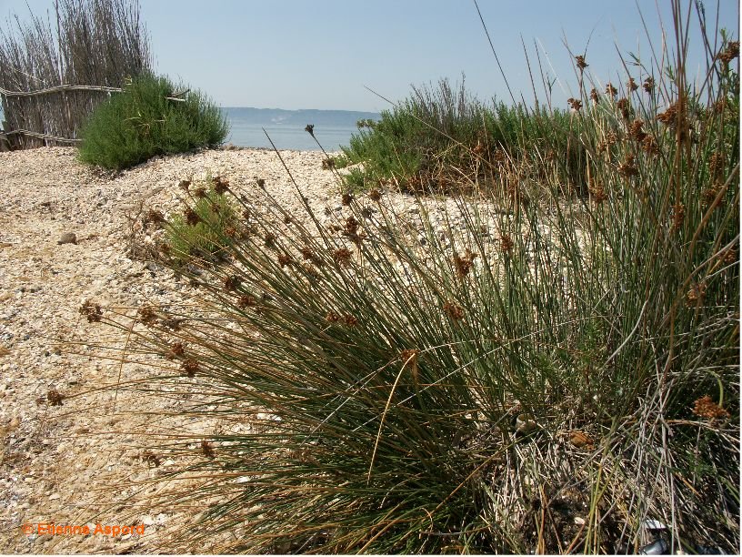 juncus acutus