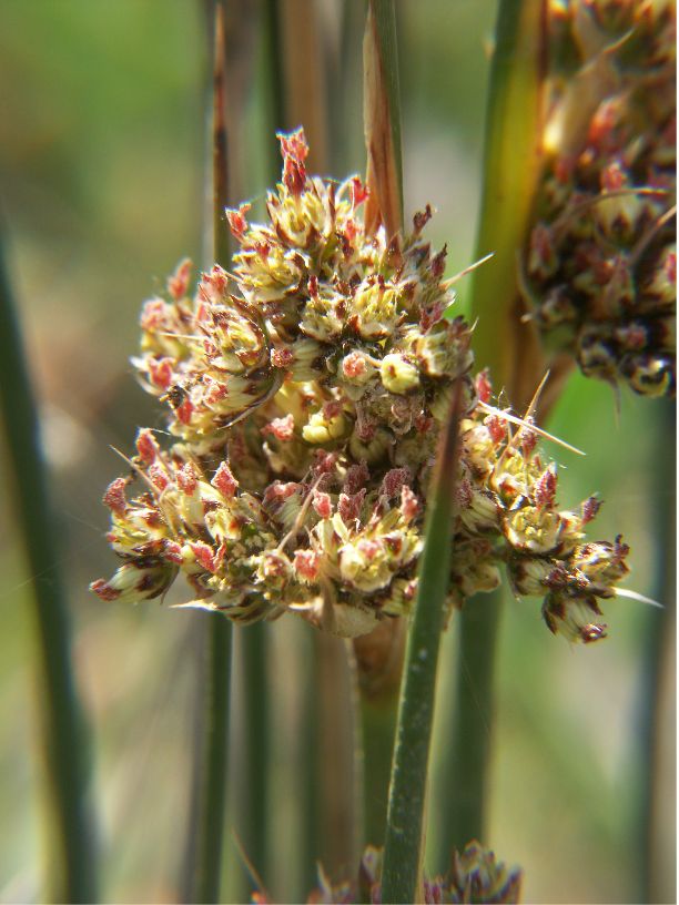 juncus acutus