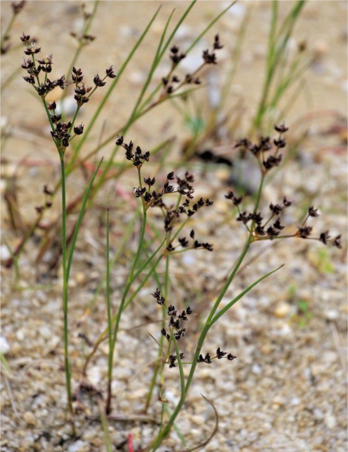 juncus alpinoarticulatus