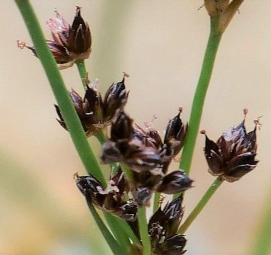 juncus alpinoarticulatus