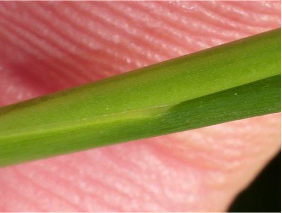juncus anceps
