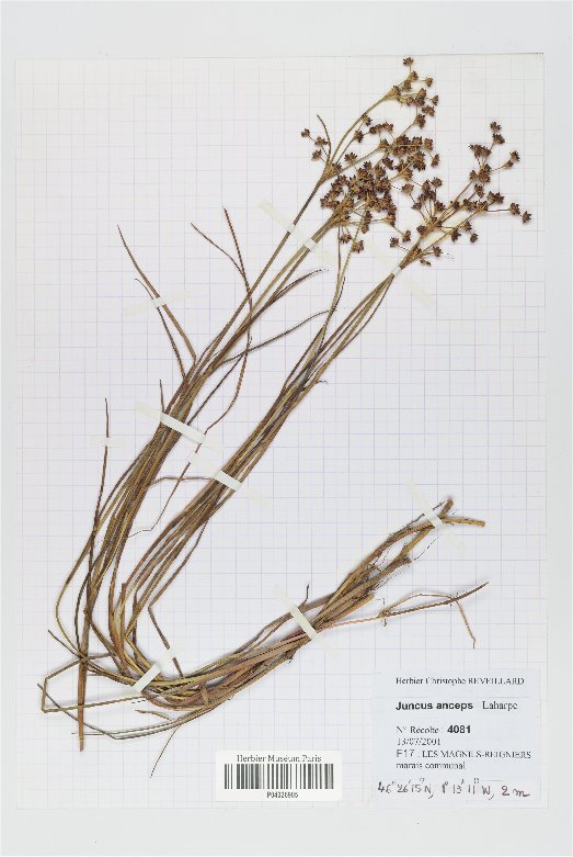 juncus anceps