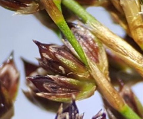 juncus anceps