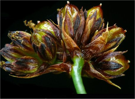 juncus articulatus tout.jpg