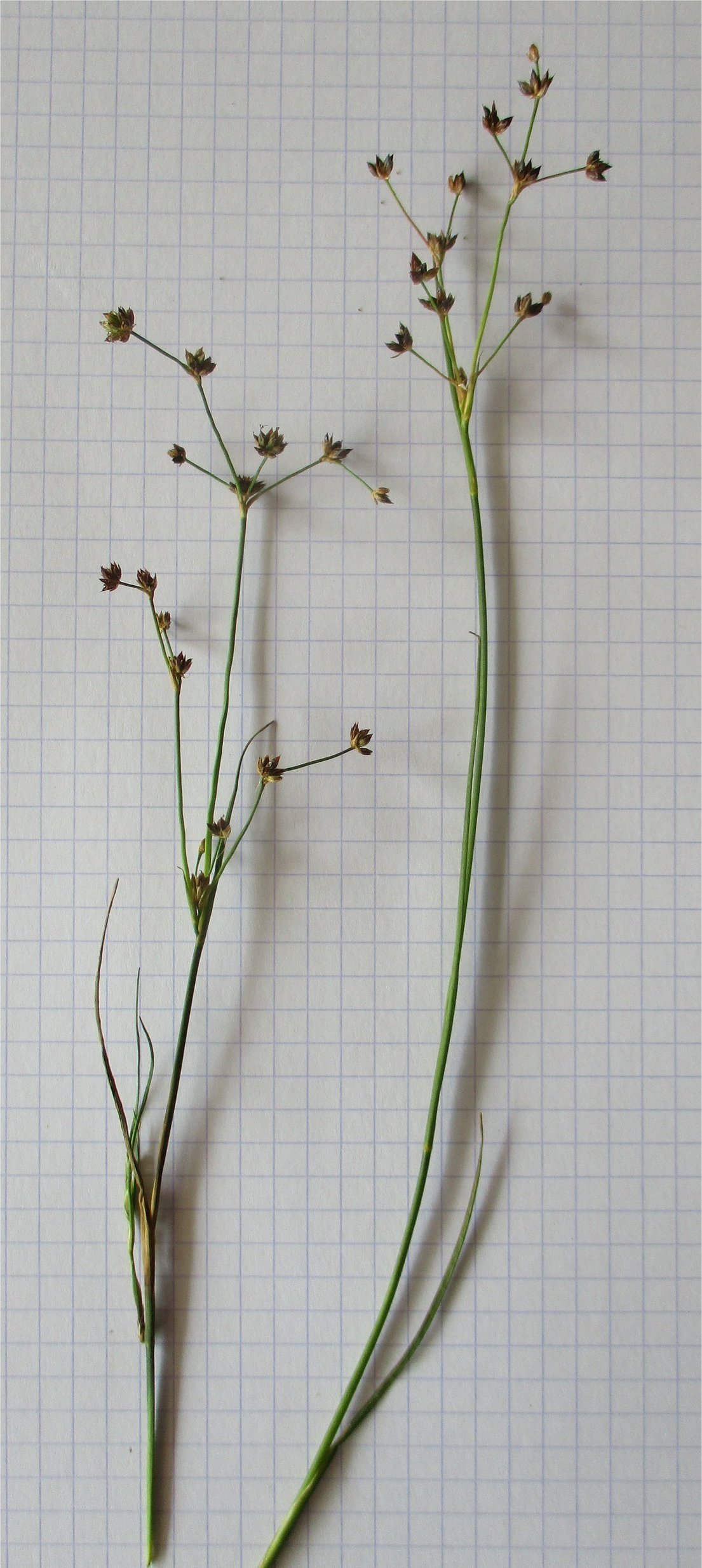 juncus articulatus tout.jpg