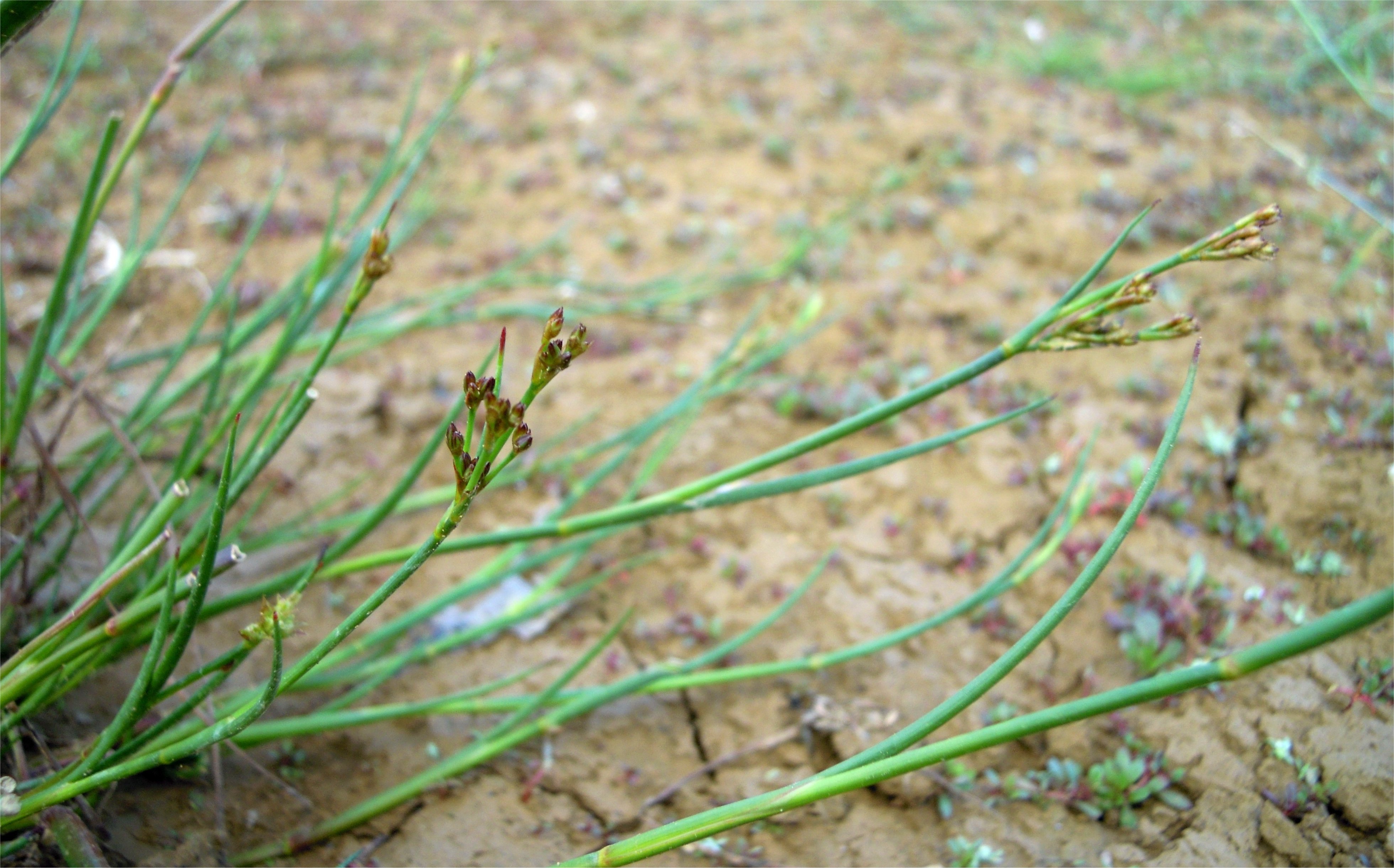 juncus articulatus tout.jpg