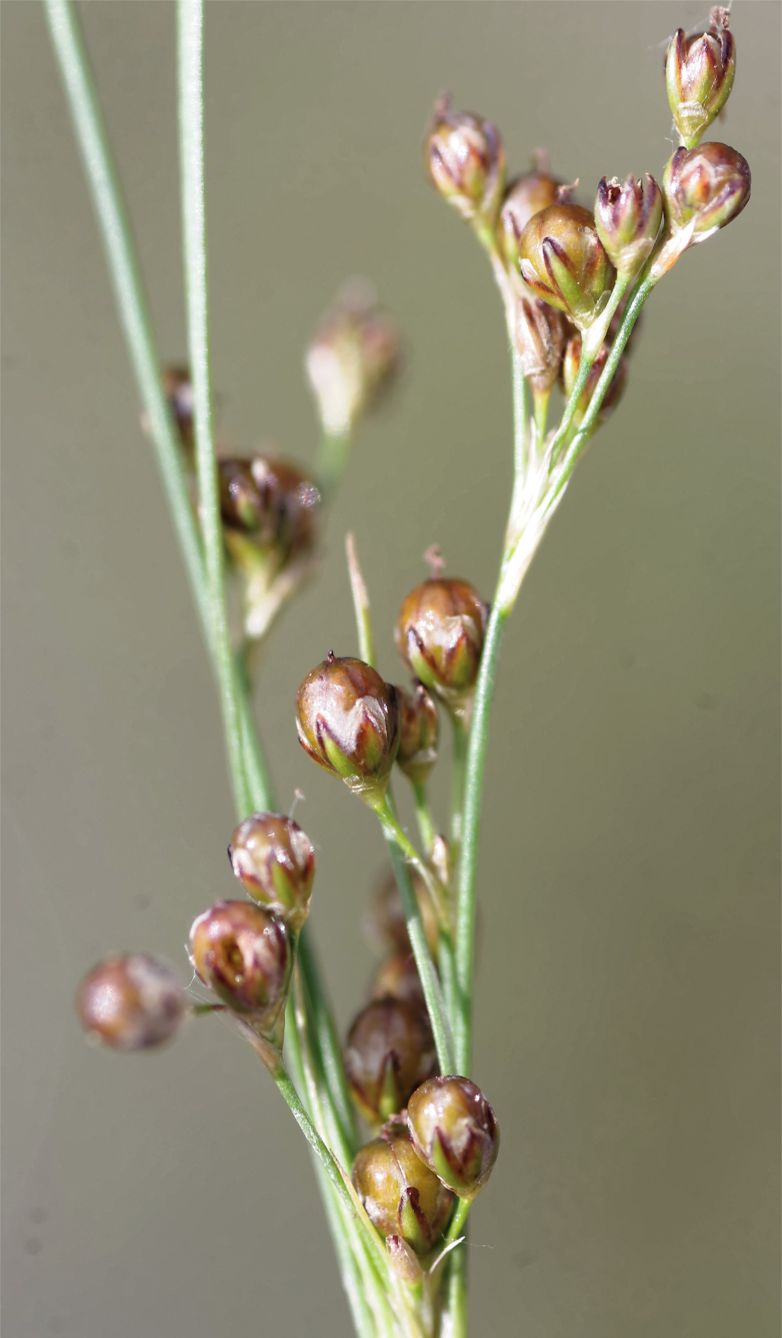 juncus compressus