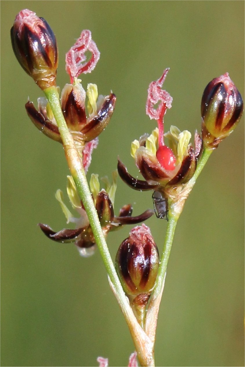 juncus gerardi